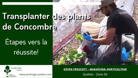 Transplantation des concombres au potager