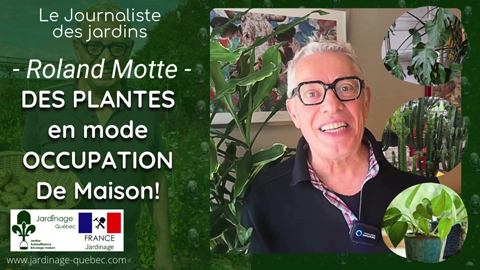 Plantes d’intérieur : les meilleures grandes plantes pour créer une jungle urbaine chez soi