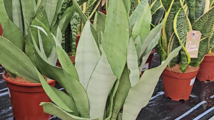 Dracaena trifasciata