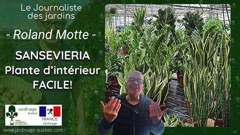 Sansevieria - La Sansevière une plante d'intérieur facile