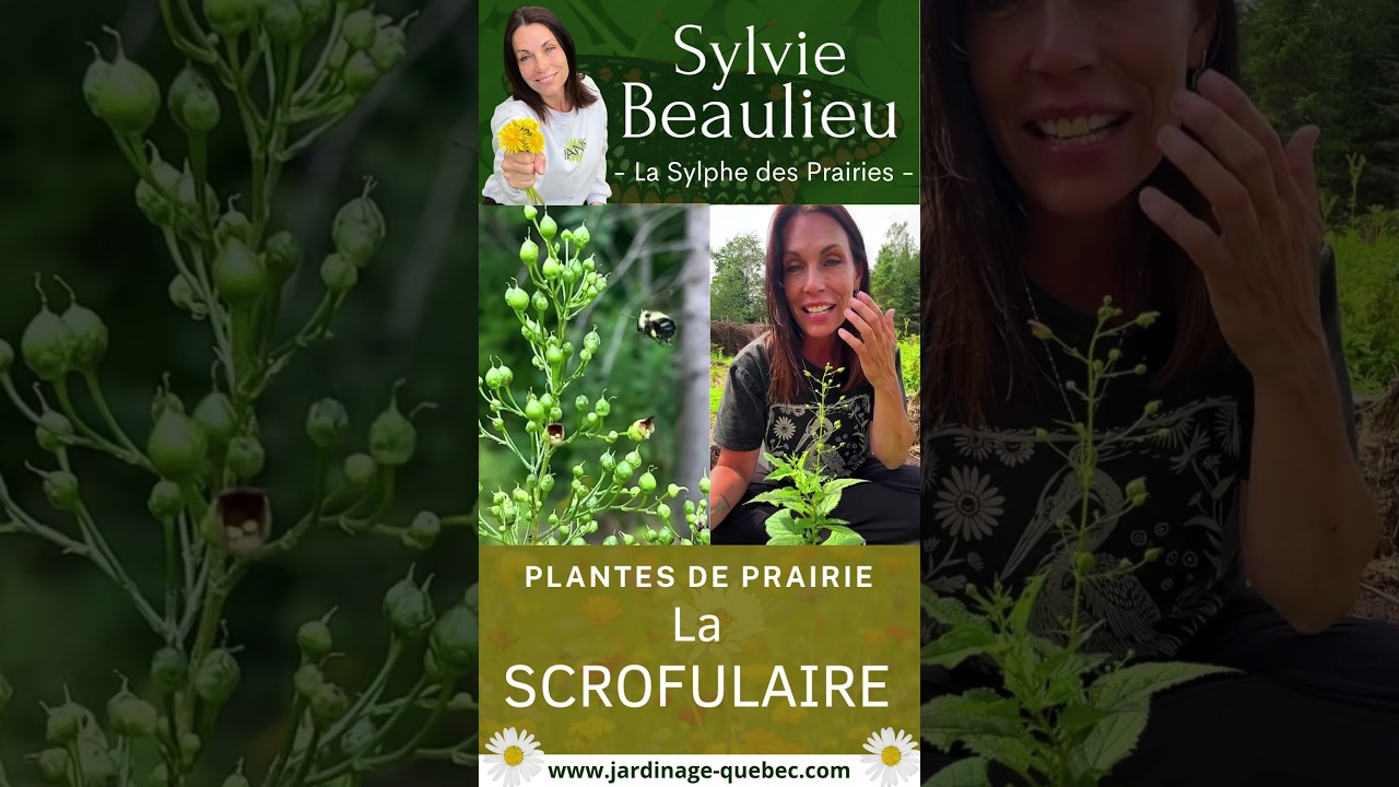 Scrofulaire du Maryland et Scrofulaire noueuse