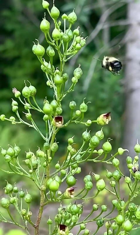 Pollinisateur attiré par la Srofulaire noueuse