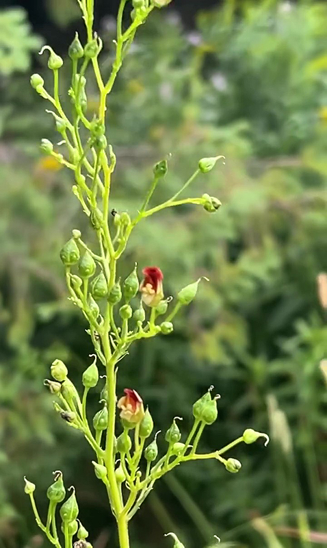 Tiges de la Scrofulaire - Une plante au nectar exceptionnel