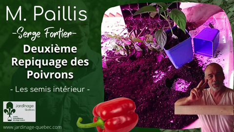 Deuxième repiquage des piments et poivrons