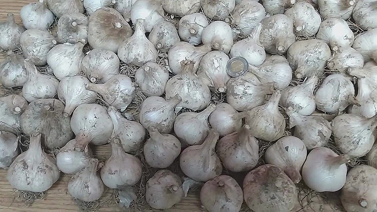 Récolte de Bulbes d'ail - Ail semé au printemps