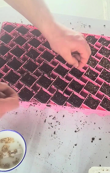 Comment semer des graines de tomates