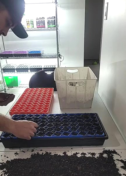 Plantation des bulbilles d'onions dans le substrat de semis