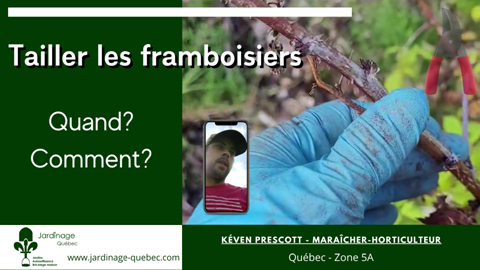 Tailler les plants de framboises