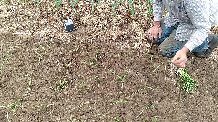 Distance de plantation des oignons