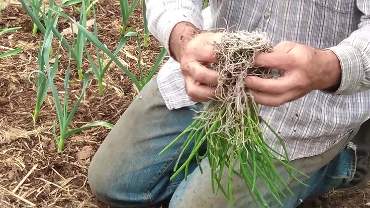 Séparer les oignons - Le Truc