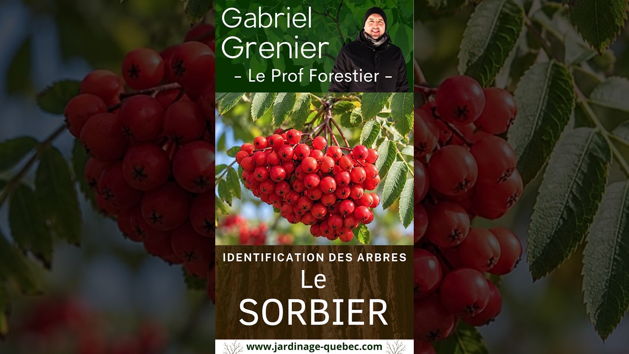 SORBIER DU QUÉBEC : COMMENT IDENTIFIER CET ARBRE EN FORÊT?