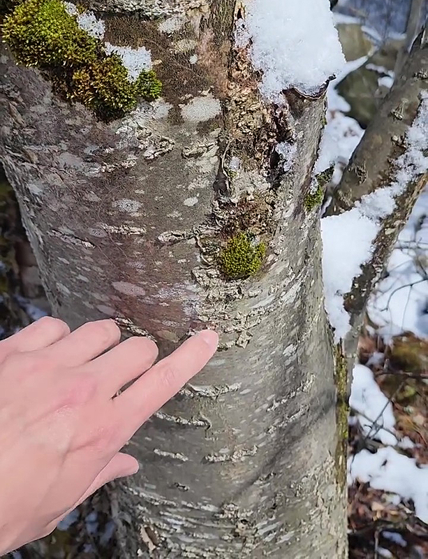 Écorce du Sorbier