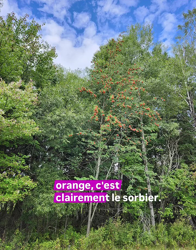 Un Sorbier tout en fruits