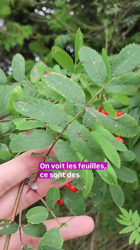 Feuilles composées du Sorbier