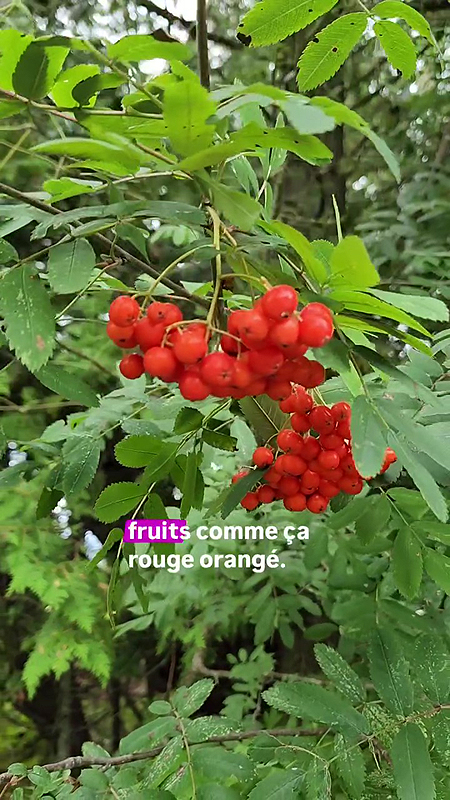 Grappes de fruits rouges ou orangés