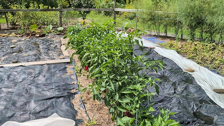 Une chenille qui ravage aussi les plants de piments