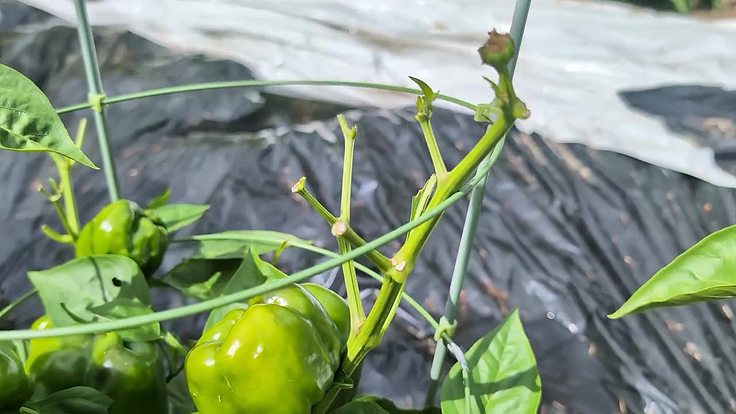 Dommages occasionnés aux plants de piments par les chenilles