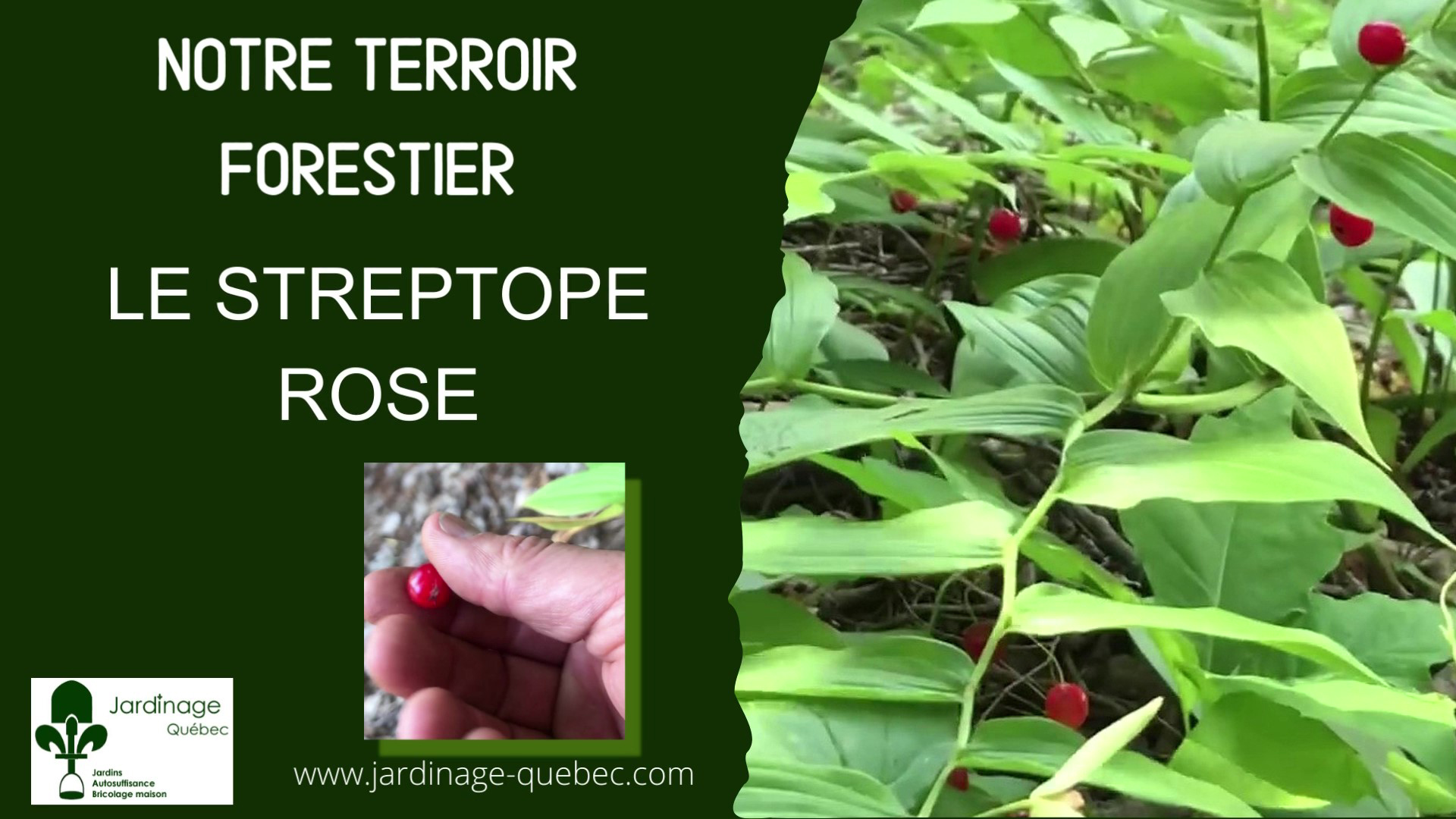 Streptope rose - Streptopus lanceolatus