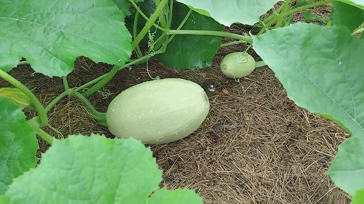 Gourges spaghetti