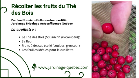 Thé des bois