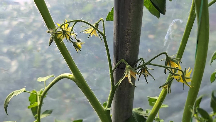 Grappe de fleurs sur une tige de tomatier