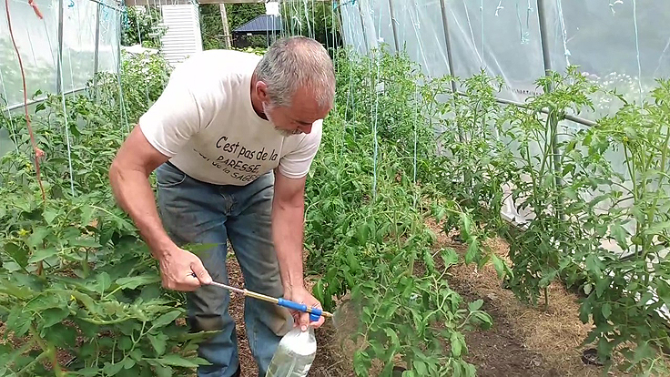 Technique de pulvérisation efficace pour lutter contre l'alternariose