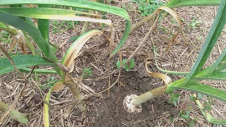 Récolte de l'ail