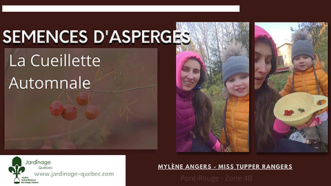 Semences d'asperges